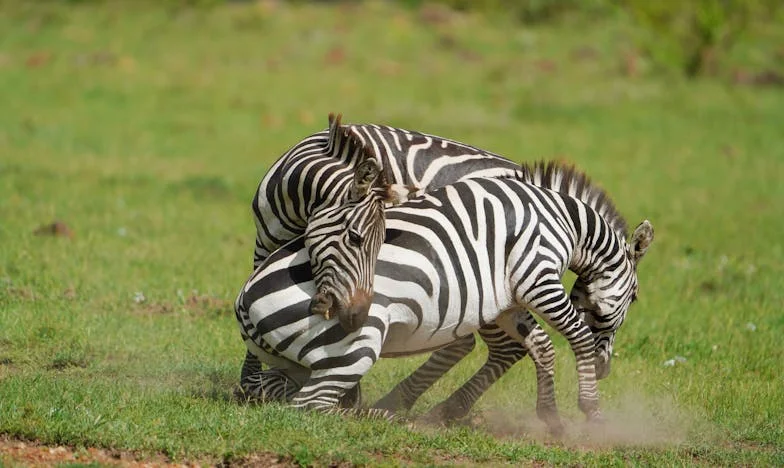 Egy magyar pásztor és a cigány fiú: Egy nap, amikor minden megváltozott