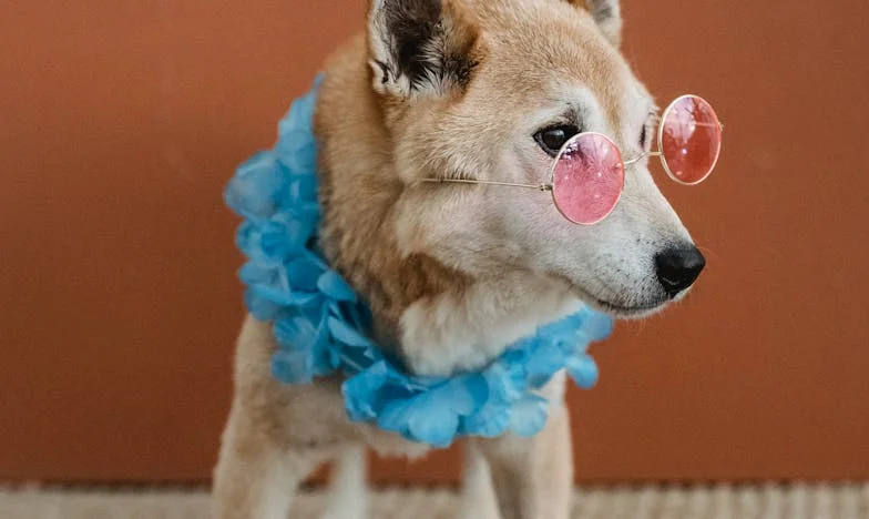 Egy padlóra csapott élet: Hogyan húzott vissza az életbe egy panelkutya, amikor mindenki más hátat fordított