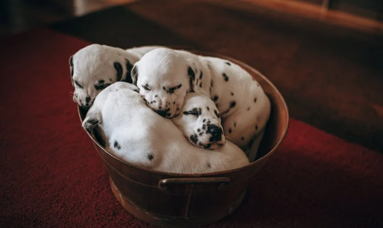 Egy panelház titka: Hogyan mentett meg egy bozontos, fekete keverék kutya a kiégéstől és az önutálattól