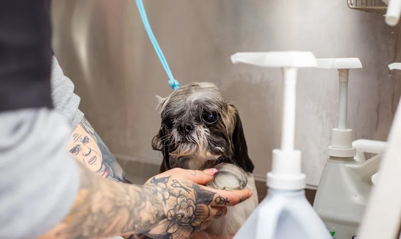 Egy szörnyű reggel a panelban: A kutya, aki átírta a magányom térképét