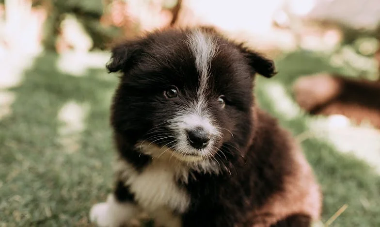 Egy véres mancs nyomai: amikor egy kóbor kutya mentett ki a panelmagányból