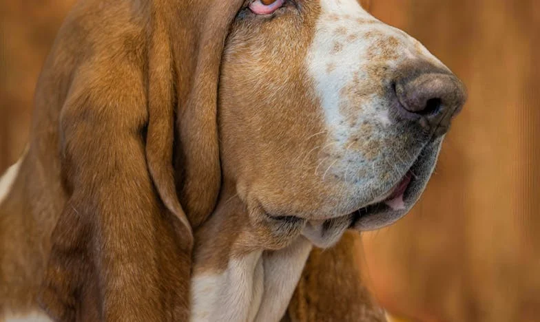 „Egyedül a panelban – és hogy egy fehér-szürke pulikölyök kirántott a semmiből”