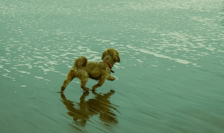 Hogy egy keverék kutya miatt mentem szembe a fiam akaratával – és nem bántam meg