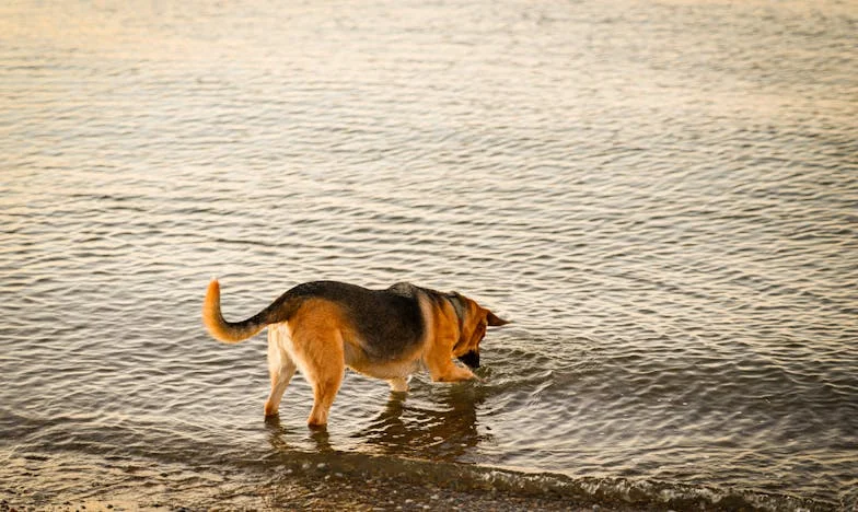 Két világ között: Egy kutya, aki visszahozott az életbe – Irina története Budapesten