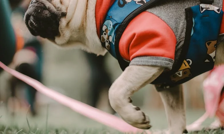 Kutyaszőr és esőcseppek: Egyedülálló apa lettem, de nem úgy, ahogy akartam