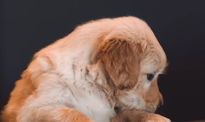 „Még mindig érzem a bundáját a kezemen” – Egy pesti panel és egy keverék kutya mindent megváltoztatott