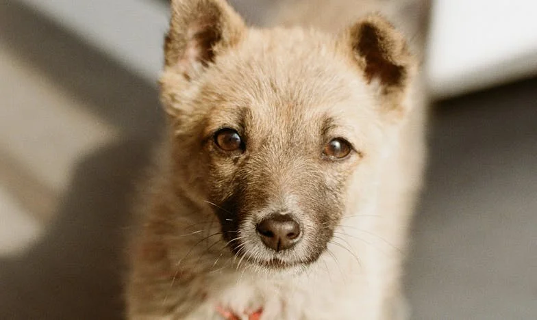 Minden reggel újabb harc: Hogyan egy kutya mentett ki anyósom árnyékából