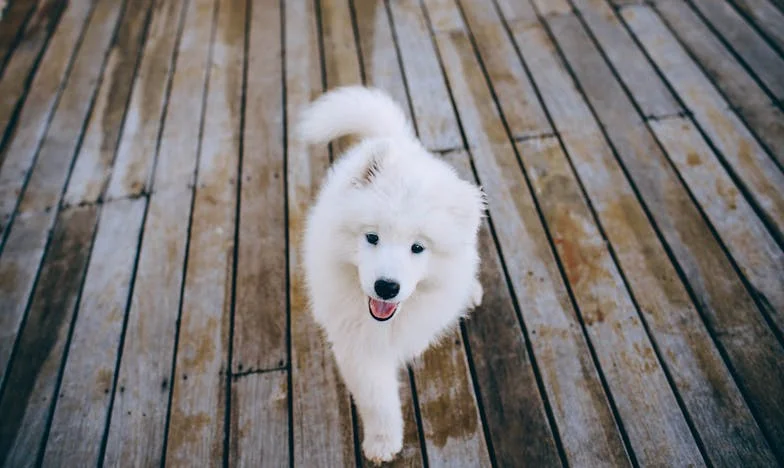 Morzsi miatt költöztem el a panelből, pedig soha nem hittem, hogy valaha újra bízni fogok emberekben