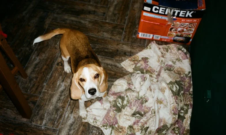 Palackban a remény: Egy viharos éjszaka és Bodri, a menhelyi keverék kutya mentette meg, amikor már mindenki hátat fordított nekem