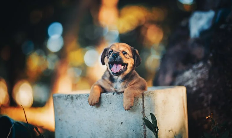 Vér a csempén: Amikor egy kóbor kutya mentette meg a józan eszemet a válás után