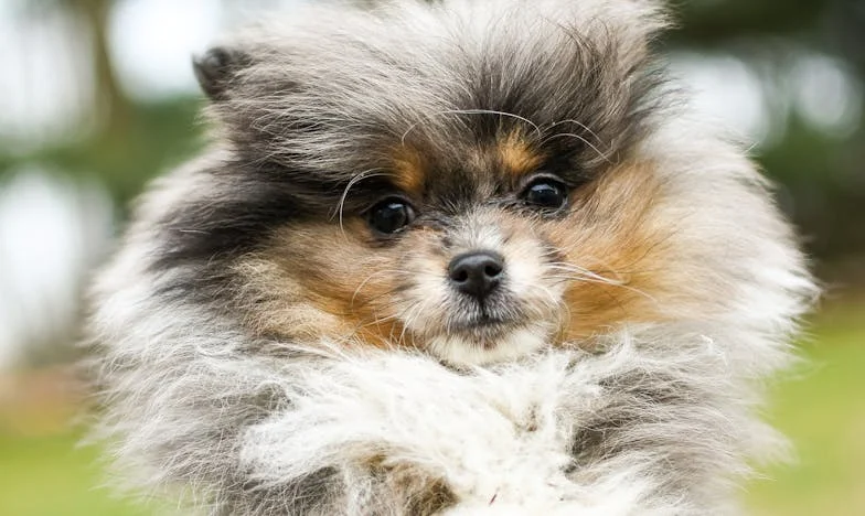 Vér a járdán: Egy kutya miatt hagytam ott a múltamat