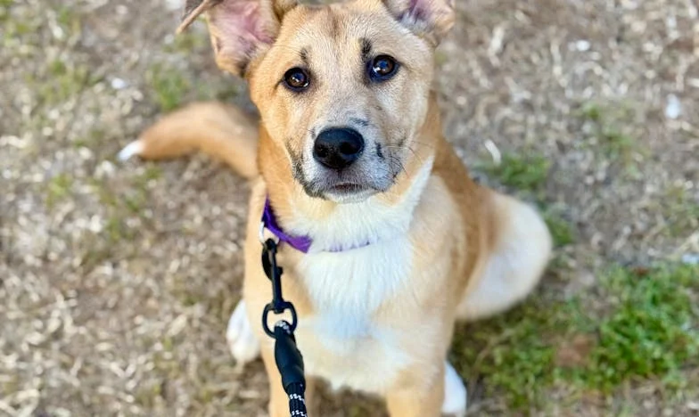 Vér a panel folyosón – Ambrus kutya megállította a lejtőn az életemet