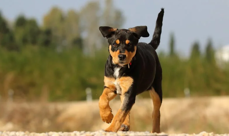 Vér a panel lépcsőházban: Hogyan mentett meg engem egy csavargó kutya Budapesten