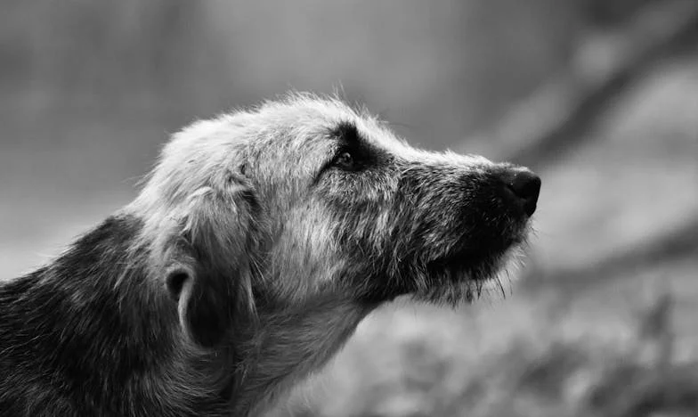 Vér a parkettán: Amikor a kutya mentett ki a saját lakásomból