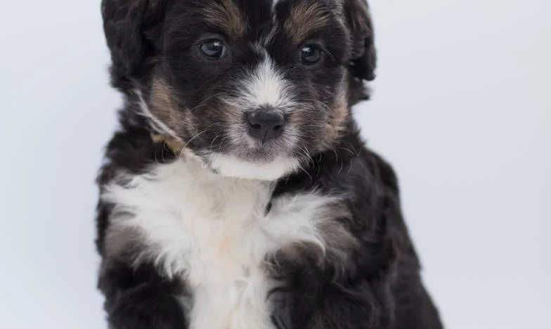 „Vércseppek a konyhakövön: Egy keverék kutya mentette meg az életem – és a fiam gyermekkorát”