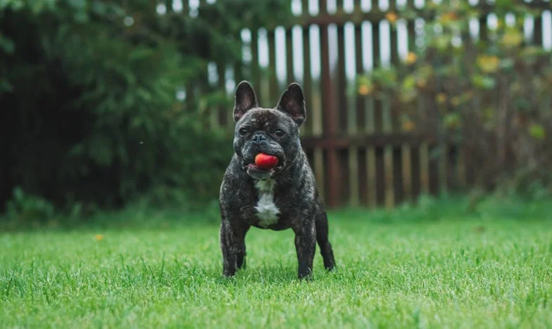 Vérfoltos mancsok a panelban: Hogyan mentett meg engem Füge, amikor a családom végleg hátat fordított