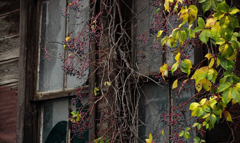 Egy árnyék a polcok között – Életem a könyvtárban, ahol végül megláttak