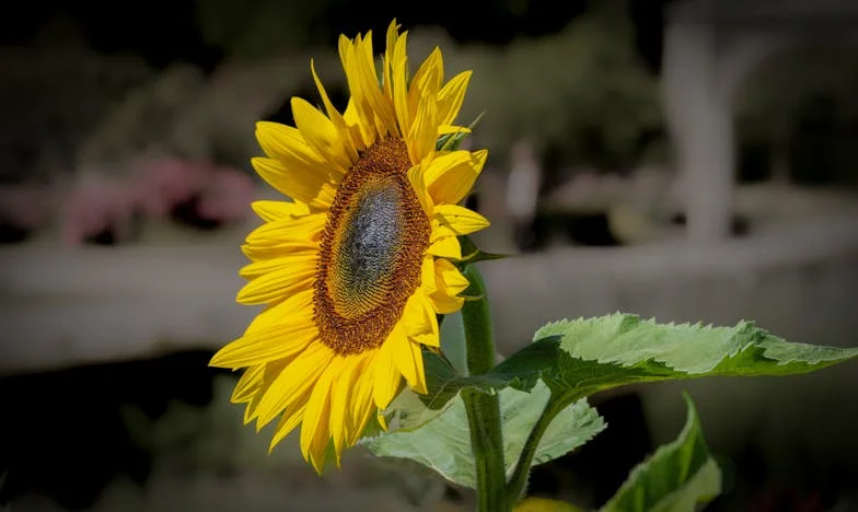 Entre Deux Foyers : Le Poids de l’Invisibilité