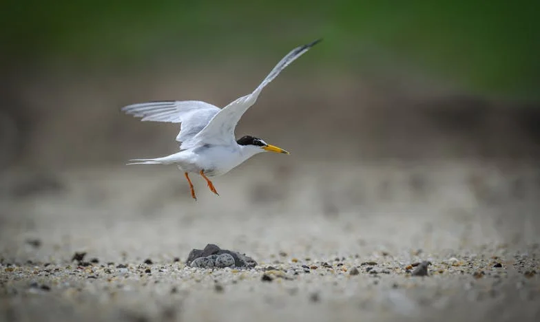 La Maison du Secret : Entre mon frère et ma femme, mon cœur vacille