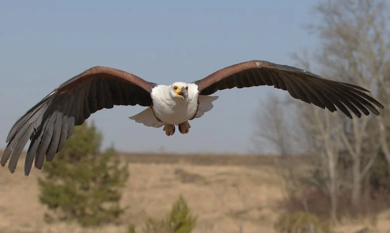 L’indépendance imposée : Le prix du sang et de l’orgueil