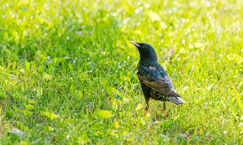 L’ombre de la préférée : Confessions d’une petite-fille oubliée