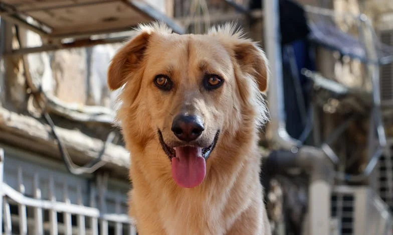 « Puisque je gagne plus, je ne ferai rien d’autre » : l’histoire de mon mariage qui s’effondre