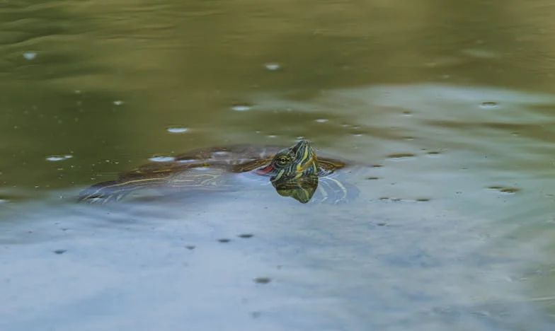Quand ma fille est revenue chez moi : entre secrets de famille et quête de refuge