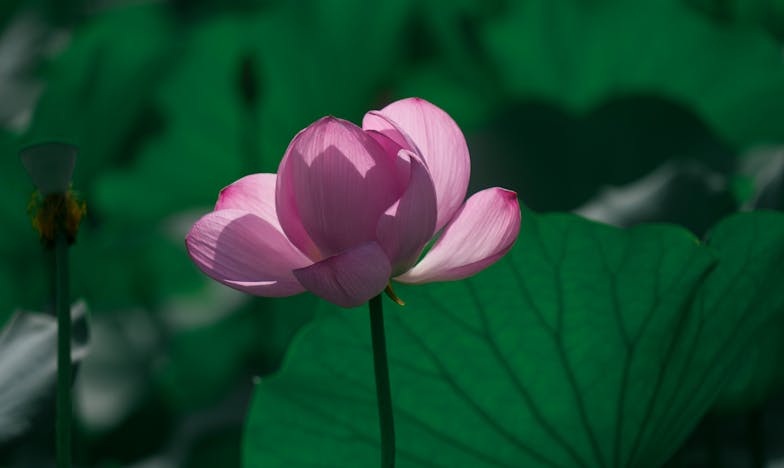 Tout Donner, Tout Perdre : Le Journal d’Élise