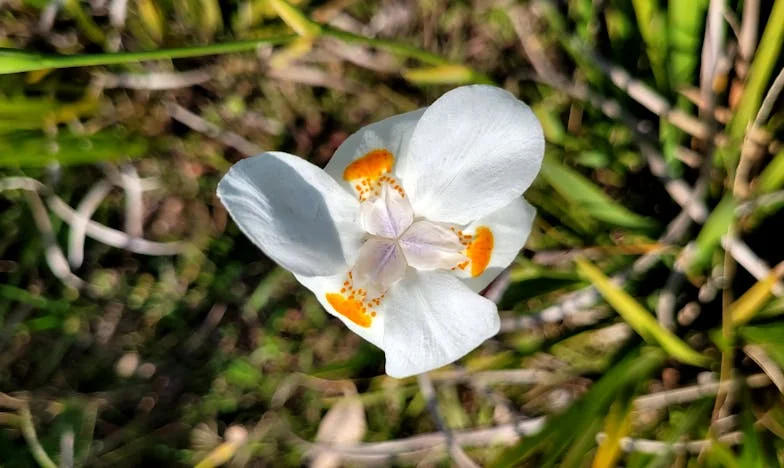 Ce que j'ai découvert dans le journal de ma fille : une mère face à l'inattendu