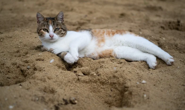 Ce que la foi ne pouvait pas cacher : Confessions d’une femme trahie