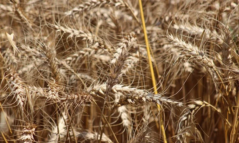 Dans l’ombre des promesses : Le prix de ma liberté