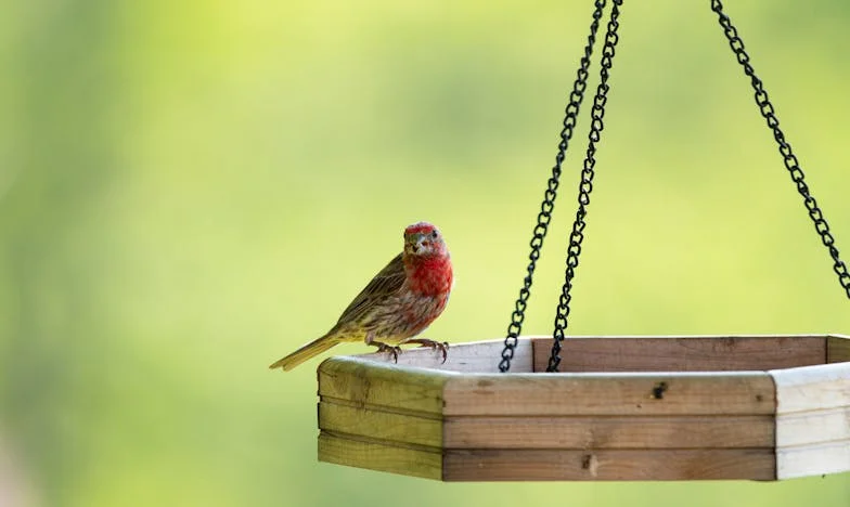 De la Forêt à la Salle de Classe : Le Parcours de Baptiste, l'Enfant Sauvage