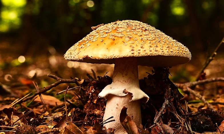 Deux fois par an, j’envoie de l’argent à mon petit-fils : mais de lui, pas un mot