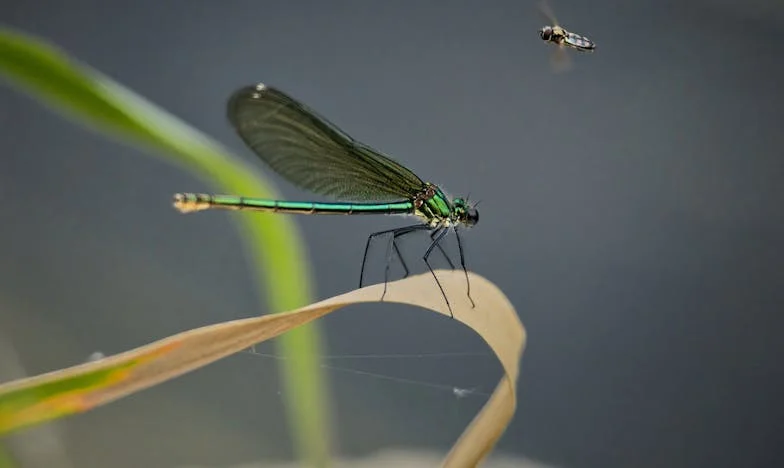 Entre Deux Feux : Mon Combat pour Ma Famille et Ma Foi
