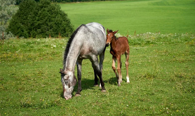 Entre Deux Portes : Le Silence de ma Belle-Fille