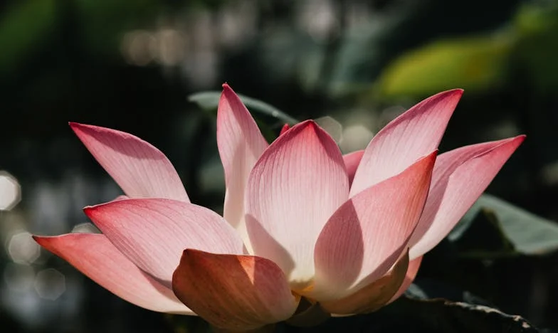 J'ai fermé les yeux sur ses trahisons... Jusqu'au jour où j'ai compris qui était vraiment à mes côtés