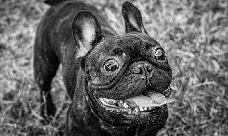 La robe aux fleurs interdites : une soirée qui a tout changé