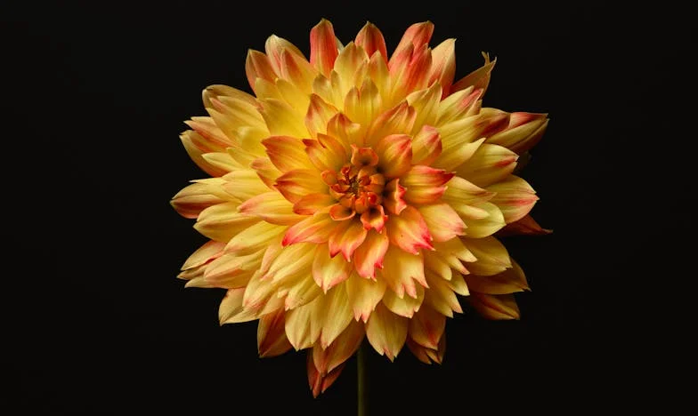 Le choix de Claire : Entre devoir et compassion