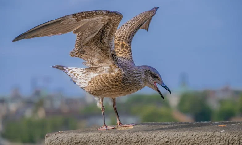Le choix de la terre : Chronique d’un refus