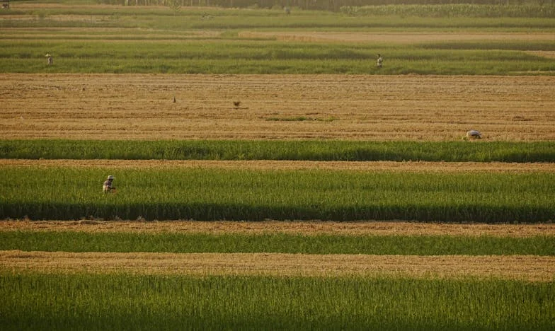 Le Mariage Volé : Confessions d'une Mère Blessée