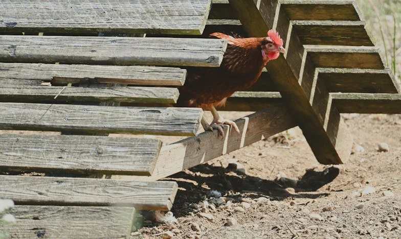 Le Pari Qui Nous a Brisés