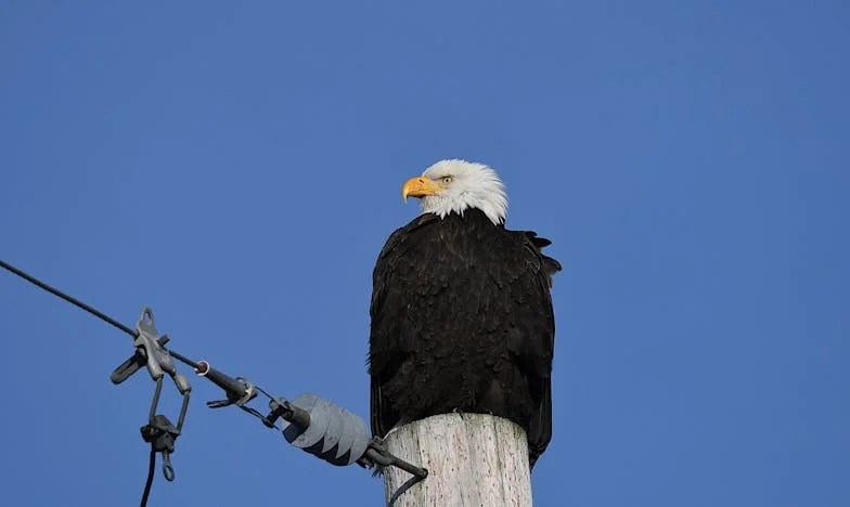 Ma faute, mon fardeau : Chronique d’une nuit au Pont Alexandre III
