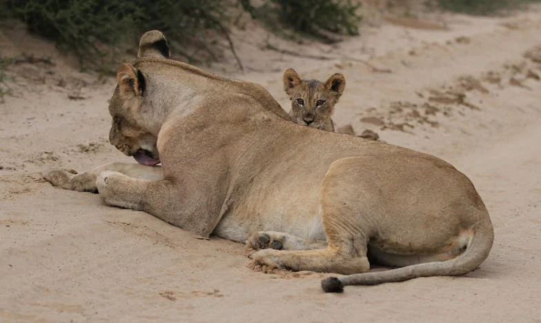 Prisonnière de mon amour maternel : Comment aider mon fils et sa femme m’a tout coûté