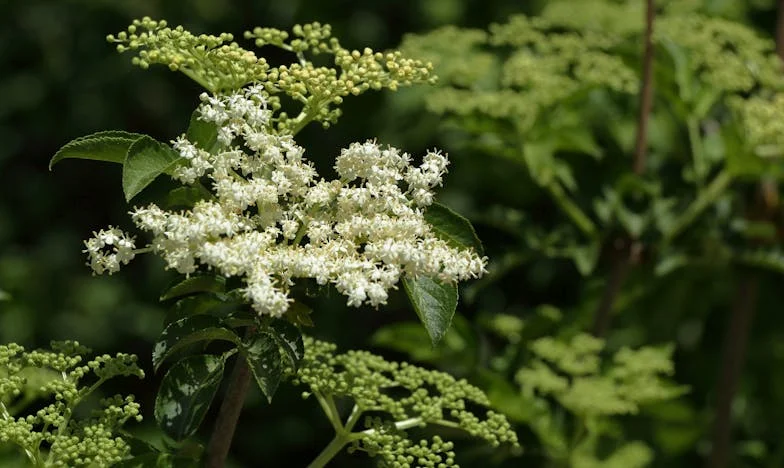 Quand la famille vacille : Entre la belle-mère et moi, qui compte vraiment ?