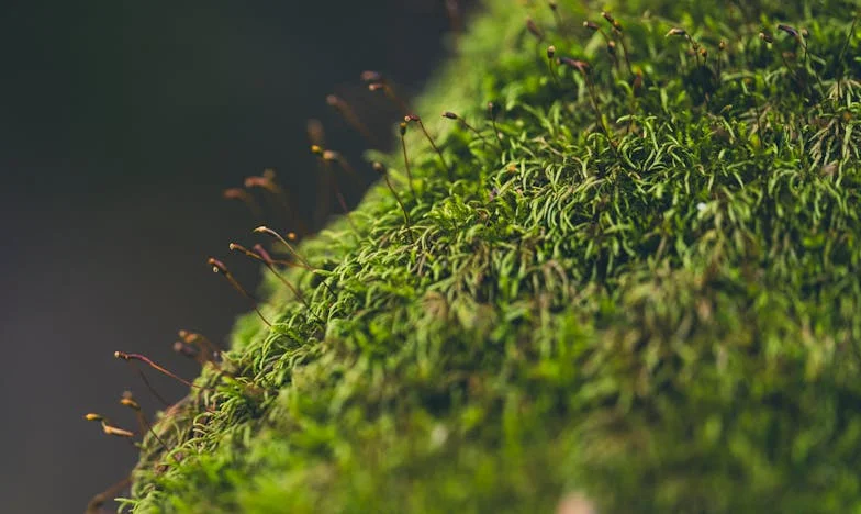 Quand l’amour fait mal : Trente ans de mariage sous la loupe