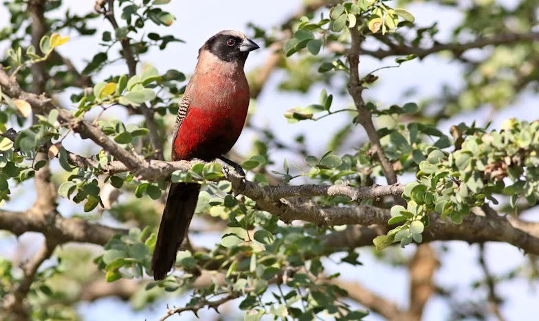 Tout perdre, même la voiture : Chronique d’une renaissance inattendue