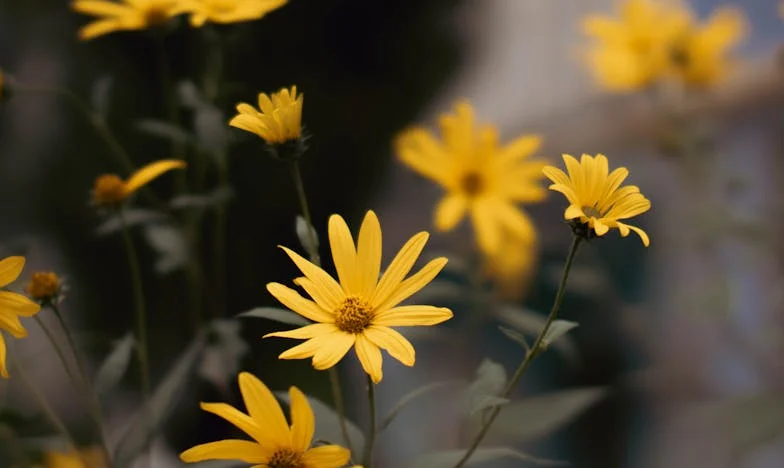 Après la tempête : Recommencer à quarante ans, seule face à la trahison