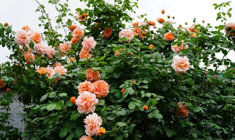 Ce N'est Plus L'Homme Que J'ai Épousé : Le Silence de Vincent