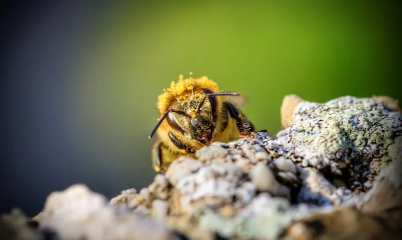 Deux vies, un seul mensonge : Mon histoire avec Vincent