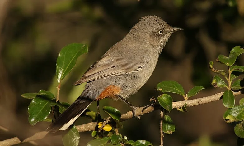 Encre sur ma peau, jugements dans leurs regards : Histoire d’une mère française
